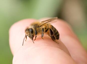 пчела на пальце