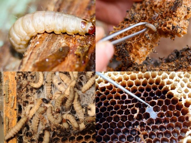 пчелиная моль польза и вред