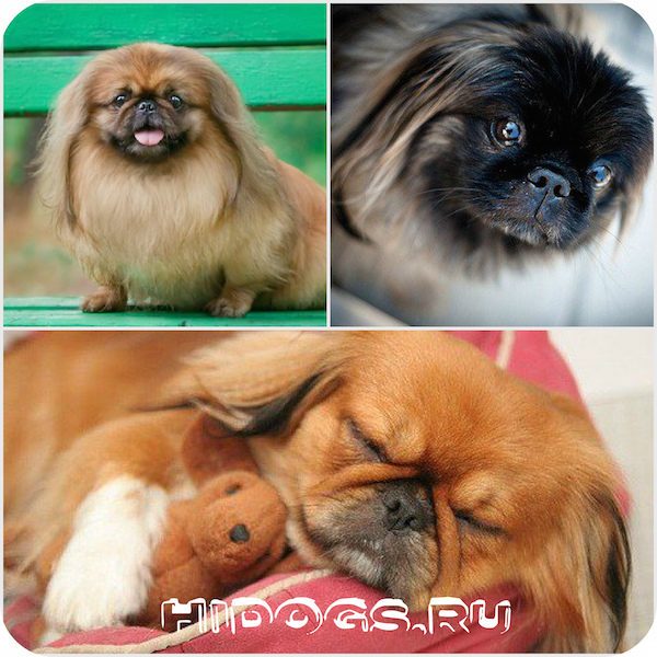Пекинес: примеры кличек для щенков, как выбрать имя собаке