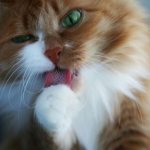Пена изо рта кошки причина и что делать