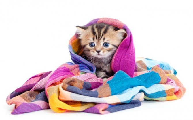 Перед удалением клеща закутайте кошку в одеяло