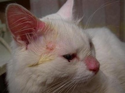 Передается ли стафилококк у кошек человеку Стафилококк у кошек симптомы заболевания