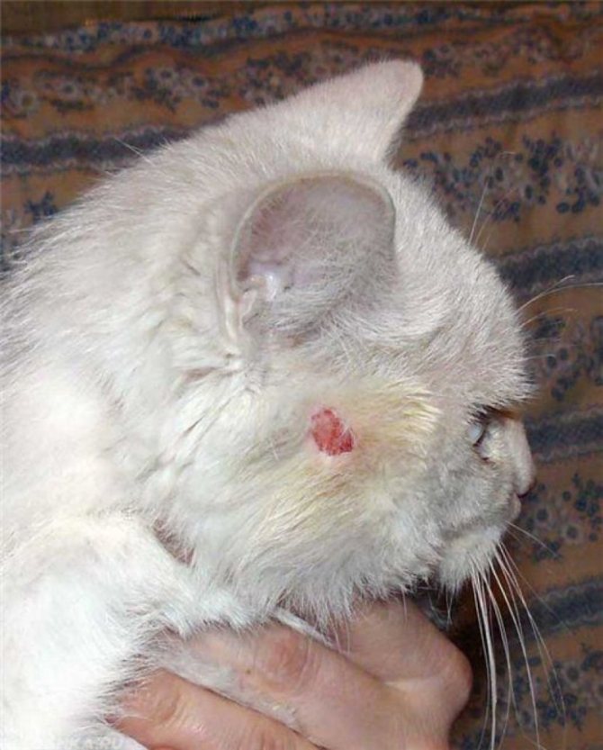 Передается ли стафилококк у кошек человеку Стафилококк у кошек симптомы заболевания