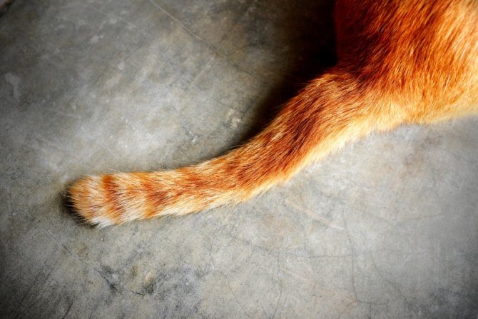 Перелом хвоста у кошки - 5 симптомов, виды, лечение