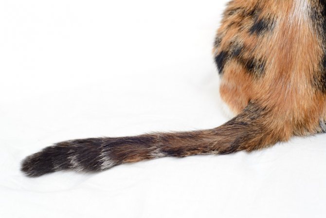 Перелом хвоста у кошки - 5 симптомов, виды, лечение