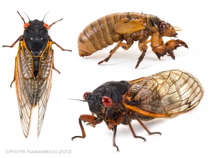 Периодические цикады: личинки и взрослые особи