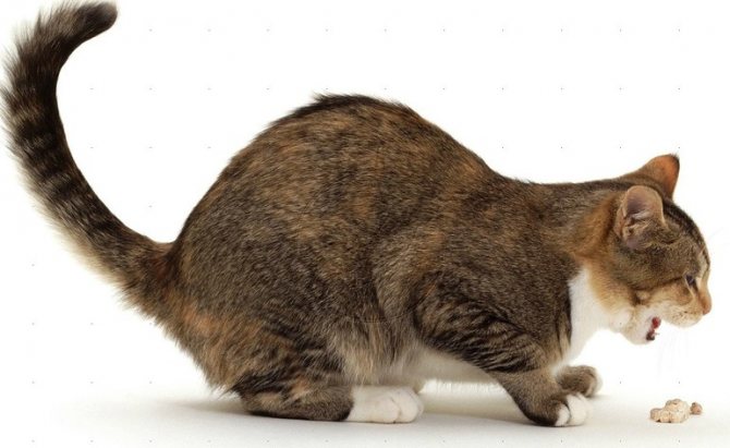 Периодические позывы к рвоте у кошки
