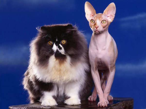 Персидская кошка и сфинкс стоят рядом