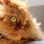 Персидская кошка: описание породы, фото