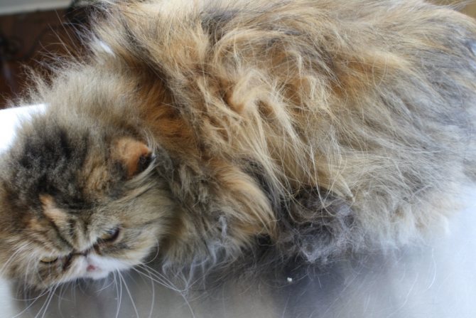 Персидский кот до стрижки