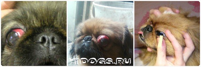 Первая помощь при выпадении глаза у пекинеса, профилактика и уход за глазами собаки.