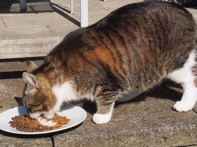 Первые признаки ожирения у кота, и как избежать его избежать