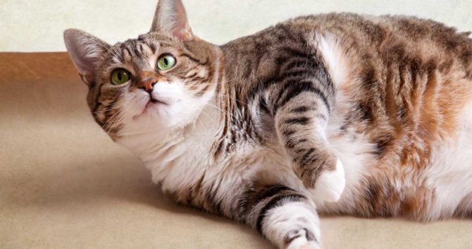 Первые признаки ожирения у кота, и как избежать его избежать