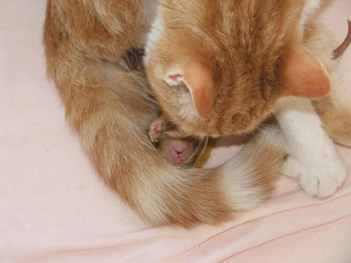 первые роды у кошки дома признаки и поведение кошек