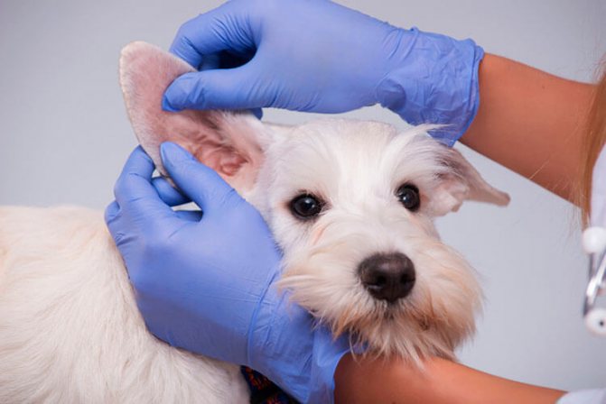 Пес чешет уши из-за отодектоза