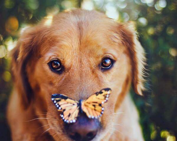 Пес с бабочкой