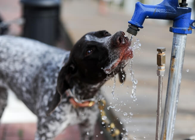 Пьет воду собака