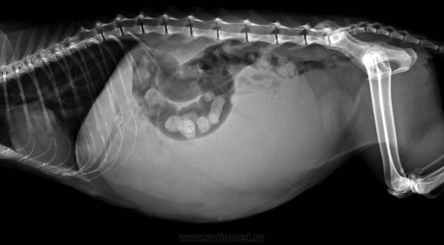 Пиометра у собак на рентгене