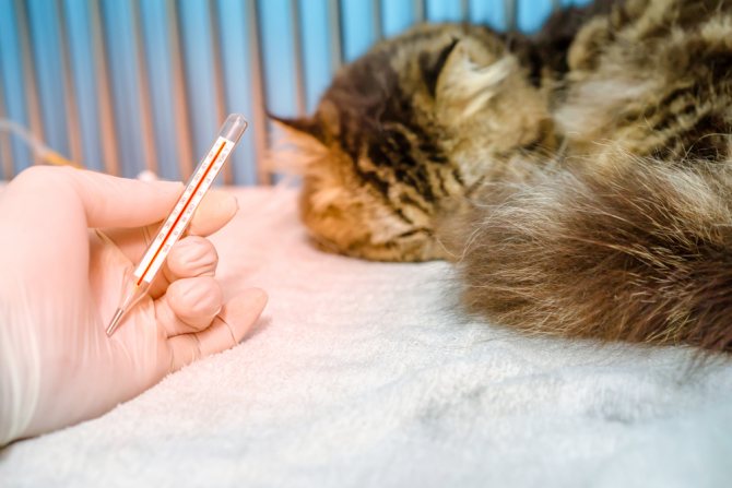 Пироплазмоз у кошек признаки и лечение