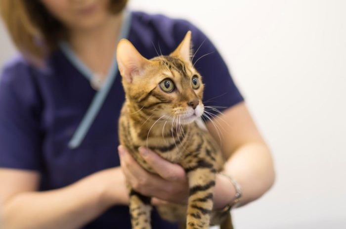 Пироплазмоз у кошек симптомы лечение