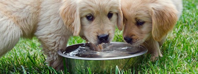 Питьевой режим для собаки на сухом корме