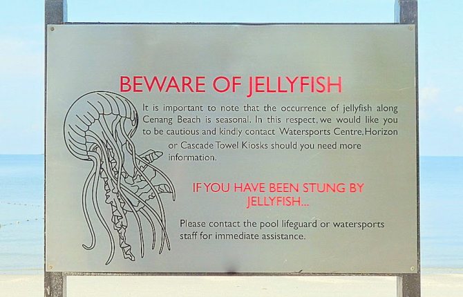 Плакат, предупреждающий о медузах в море