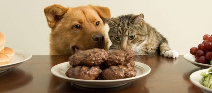 плохое питание признак холецистита у собаки