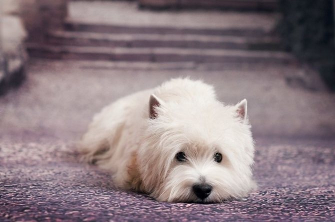 Почечная недостаточность у собак: симптомы и лечение, прогнозы, препараты