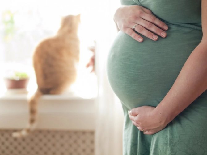 Proč nemůžete líbat kočky během těhotenství?