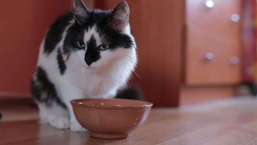 Почему икает кот после еды?