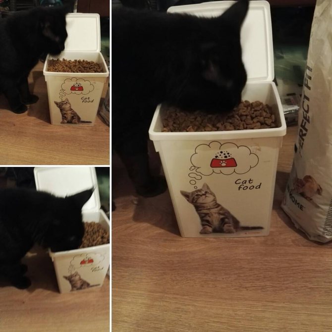 Почему кошка много ест и не наедается
