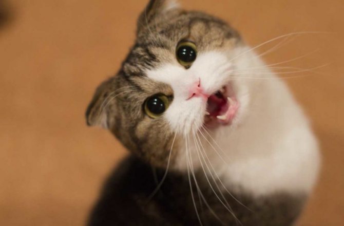 Почему кошка орт когда просит кота