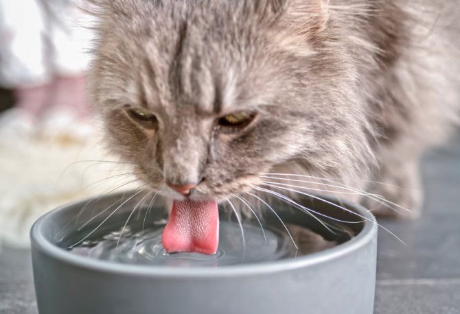 Почему кошка пьет много или мало воды в сутки