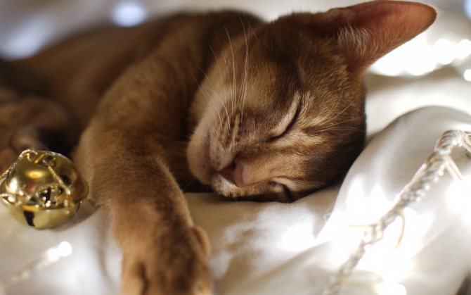 Почему кошка плохо ест и много спит