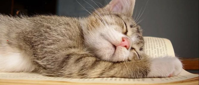 Почему кошка плохо ест и много спит