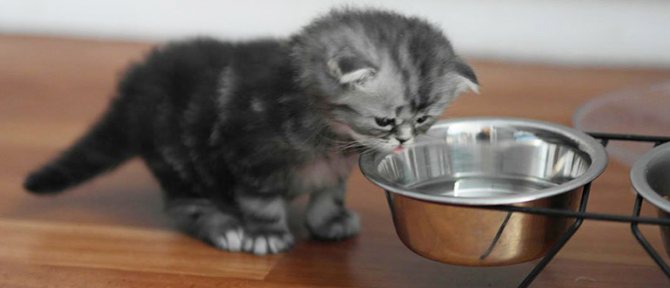 Почему кошка плохо ест: плохой аппетит у кошки