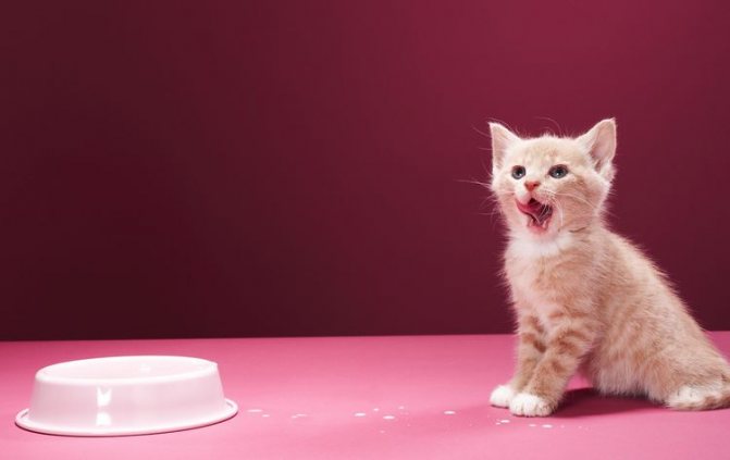 Почему кошка плохо ест: плохой аппетит у кошки