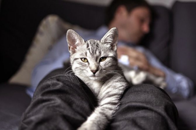 Почему кошка спит в ногах у человека Приметы о кошках
