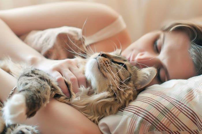Почему кошка спит в ногах у человека Приметы о кошках