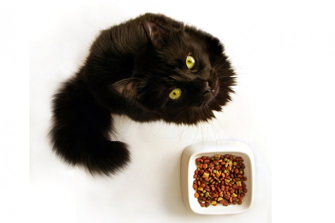 Почему кошка закапывает еду?