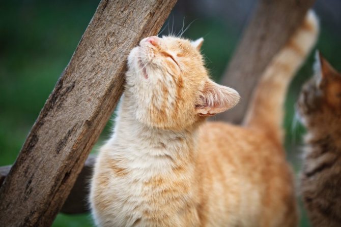 Почему кошки бодаются и трутся головой и что это означает?
