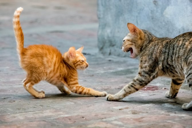 Почему кошки боятся пылесоса - причины и что делать