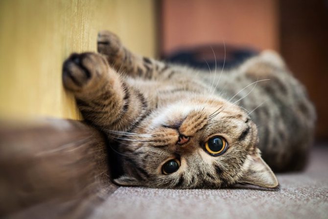 Почему кошки любят лежать на спине?