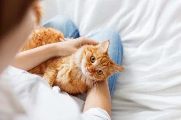 Почему кошки любят спать с хозяевами