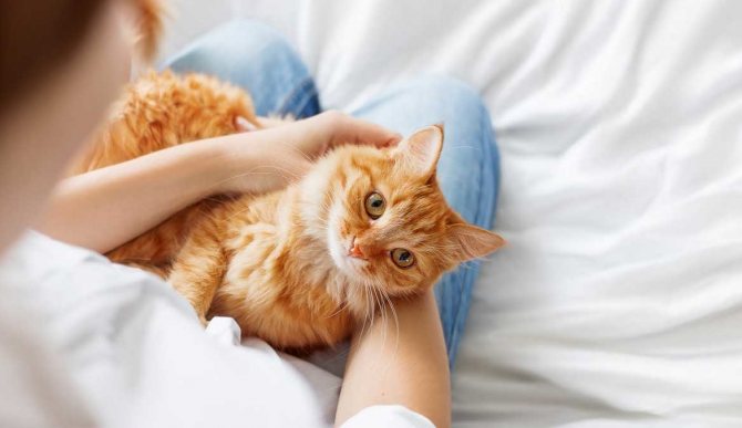 Почему кошки мнут лапами человека или одеяло