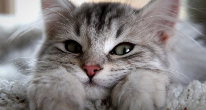 Почему кошки мурлыкают и что мурлыканье означает