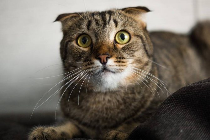 Почему кошки так реагируют на валерьянку как валерьянка действует на котов