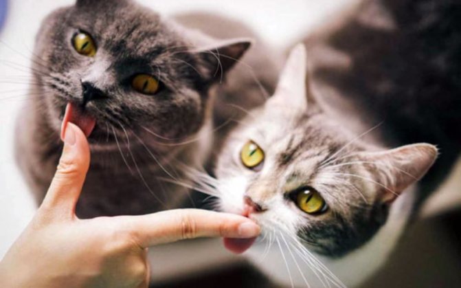 Почему кошки так реагируют на валерьянку как валерьянка действует на котов