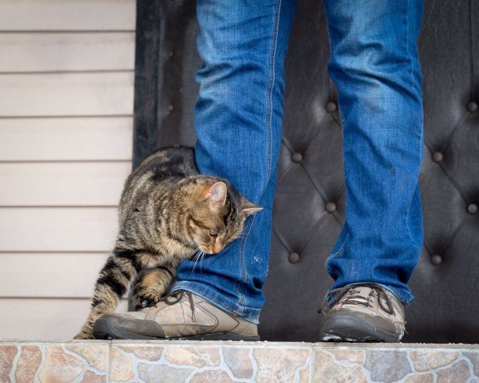 Почему кошки трутся об ноги человека - причины и последствия