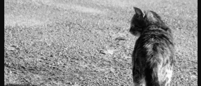 Почему кошки уходят умирать из дома